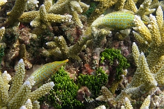 IMG_7785rc_Maldives_Madoogali_Poisson lime a taches orange ou a long nez-Oxymonacanthus longirostris